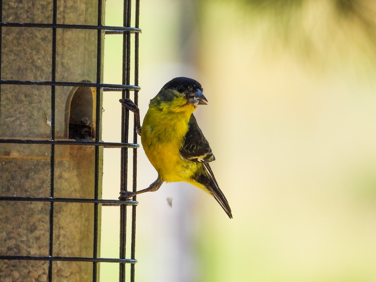 Lesser Goldfinch - ML622251008