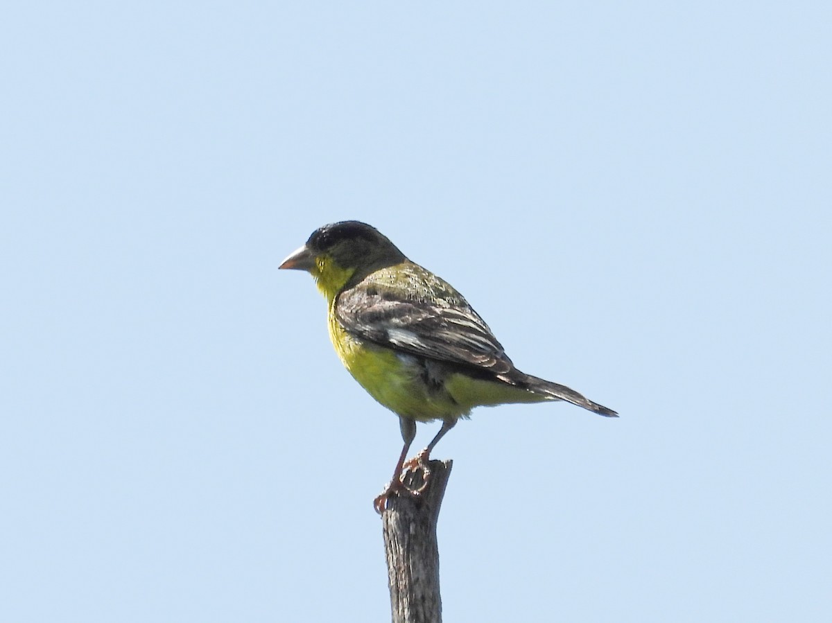 Lesser Goldfinch - ML622251009