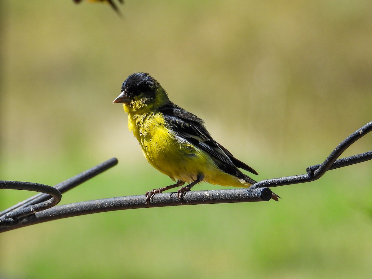 Lesser Goldfinch - ML622251011