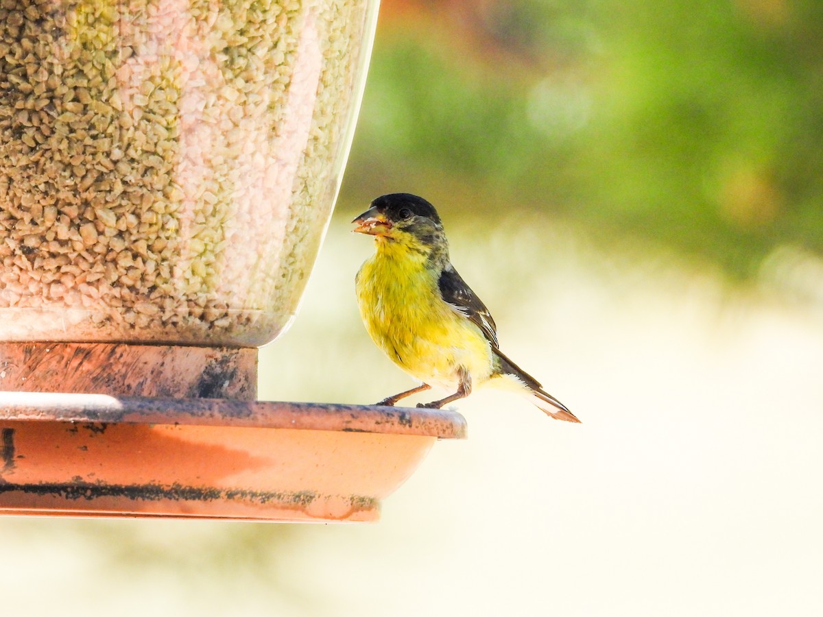 Lesser Goldfinch - ML622251012