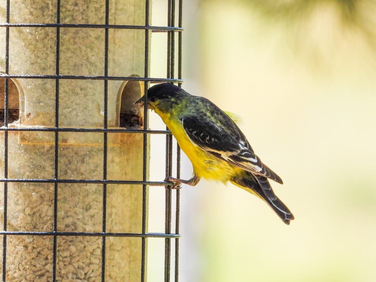 Lesser Goldfinch - ML622251013