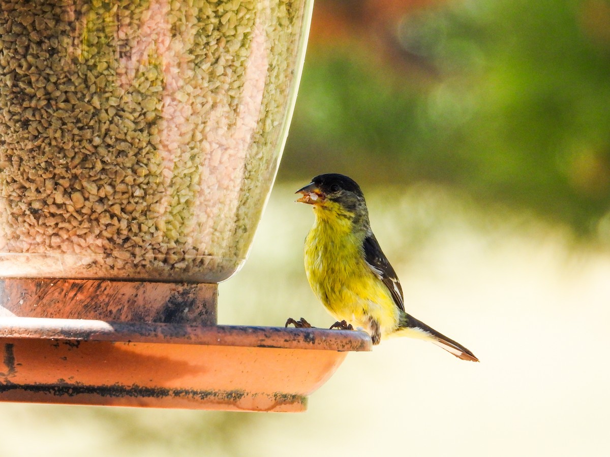 Lesser Goldfinch - ML622251014