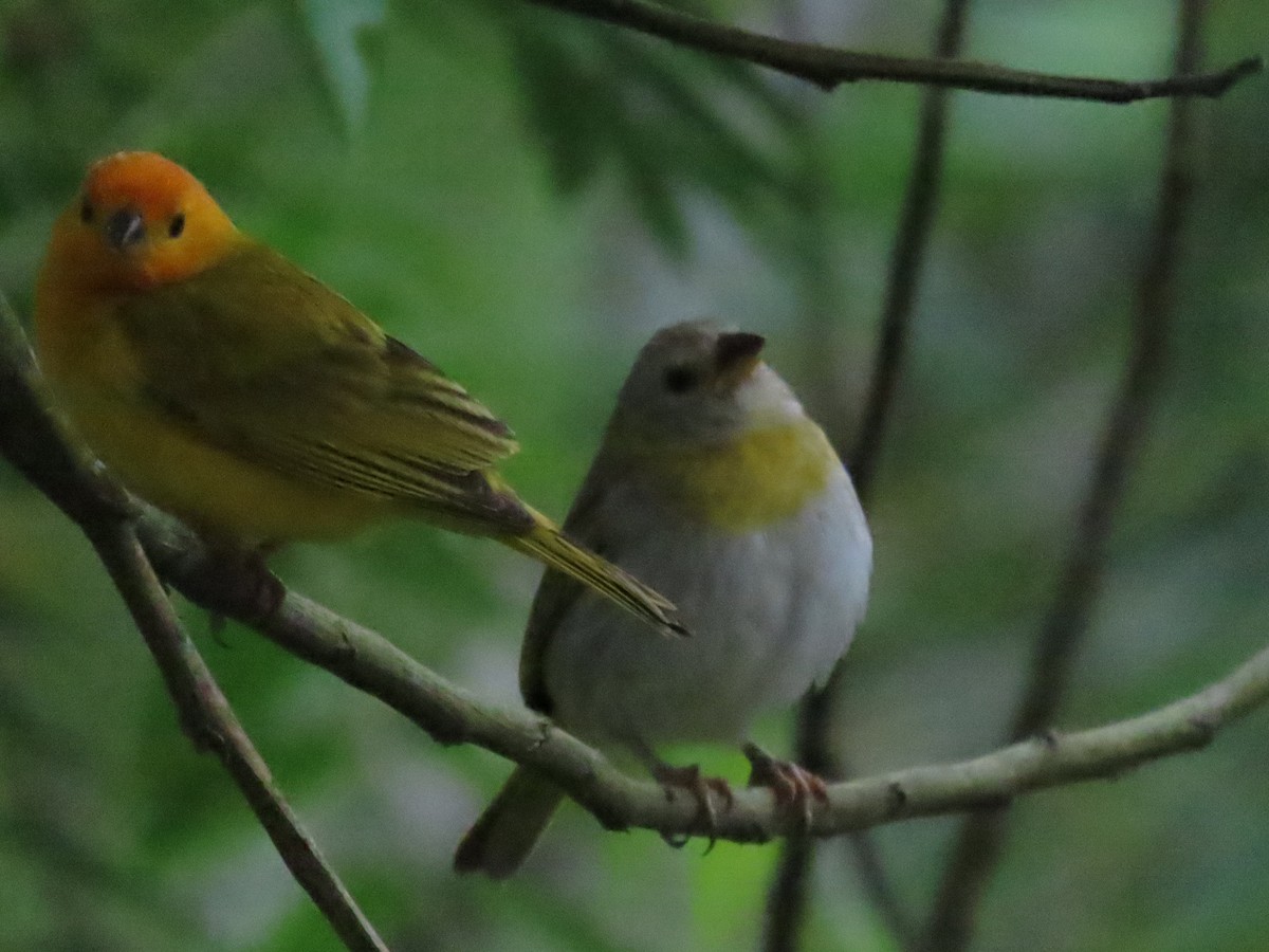 Saffron Finch - ML622251022