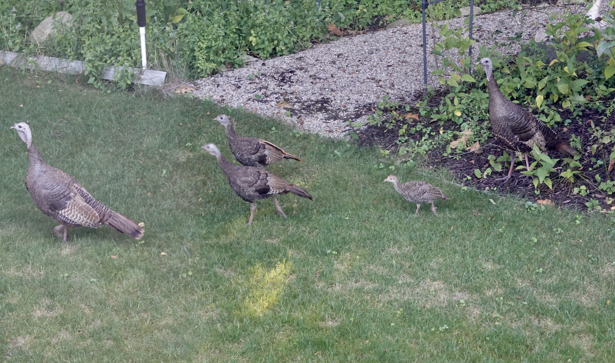 Wild Turkey - ML622251108