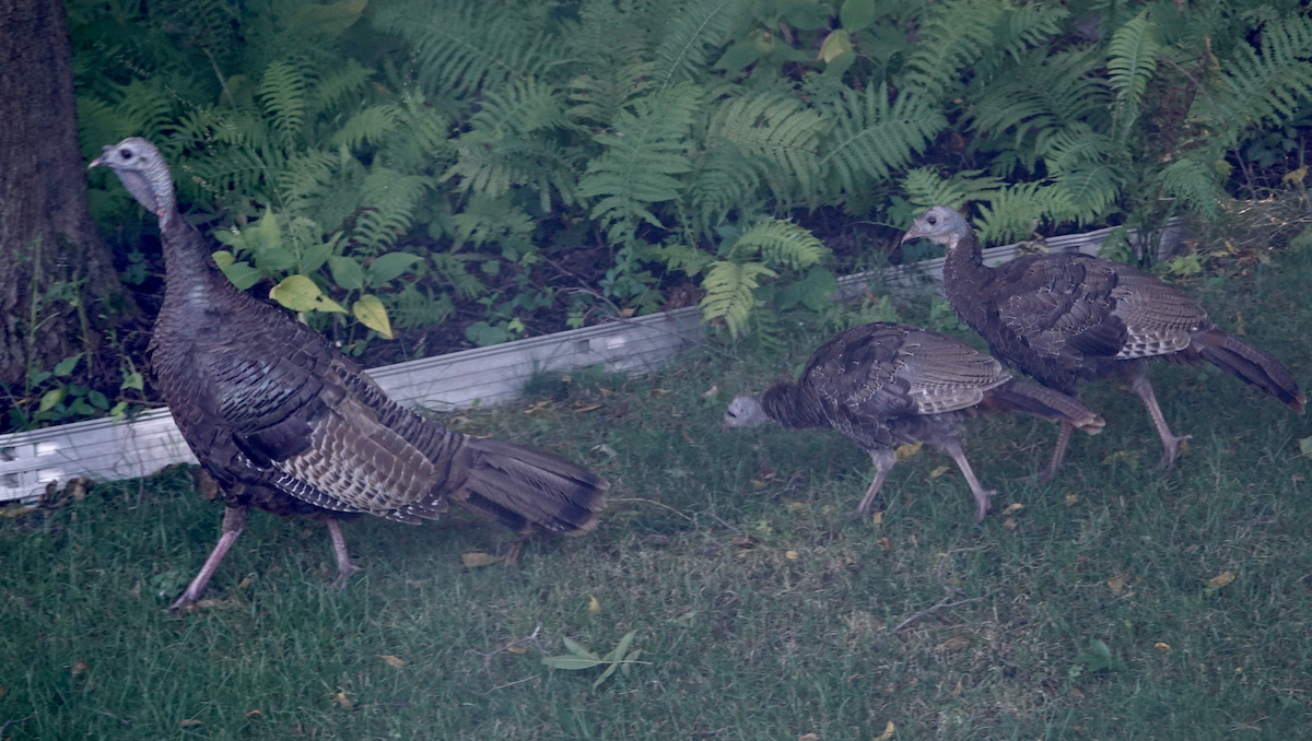 Wild Turkey - ML622251109