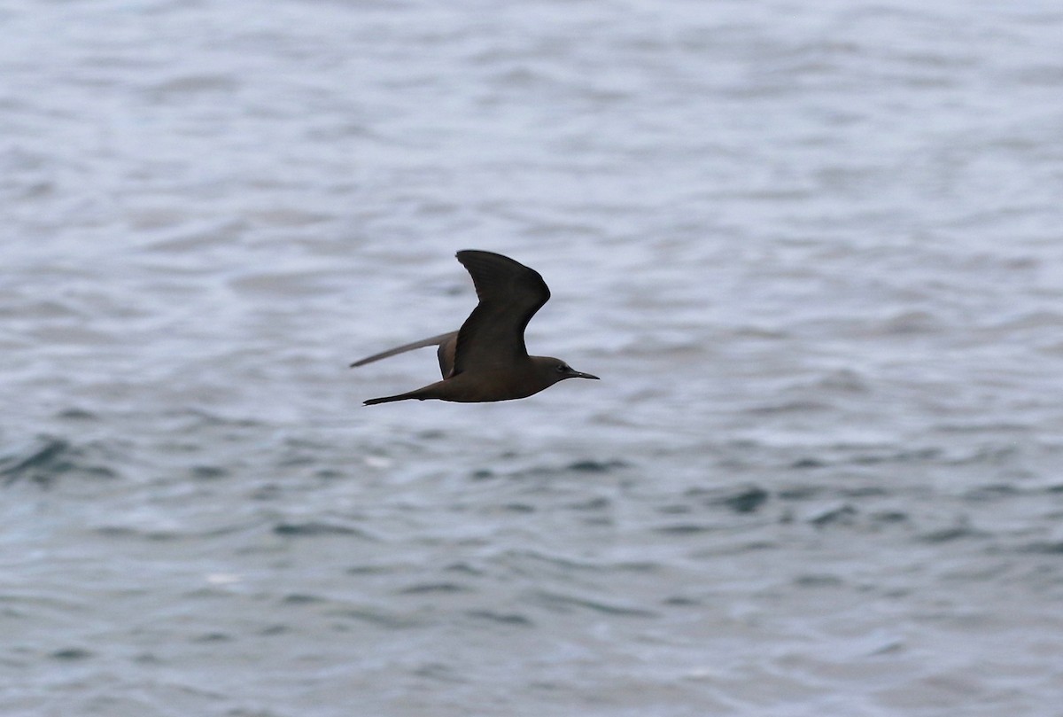 Brown Noddy - ML622251111