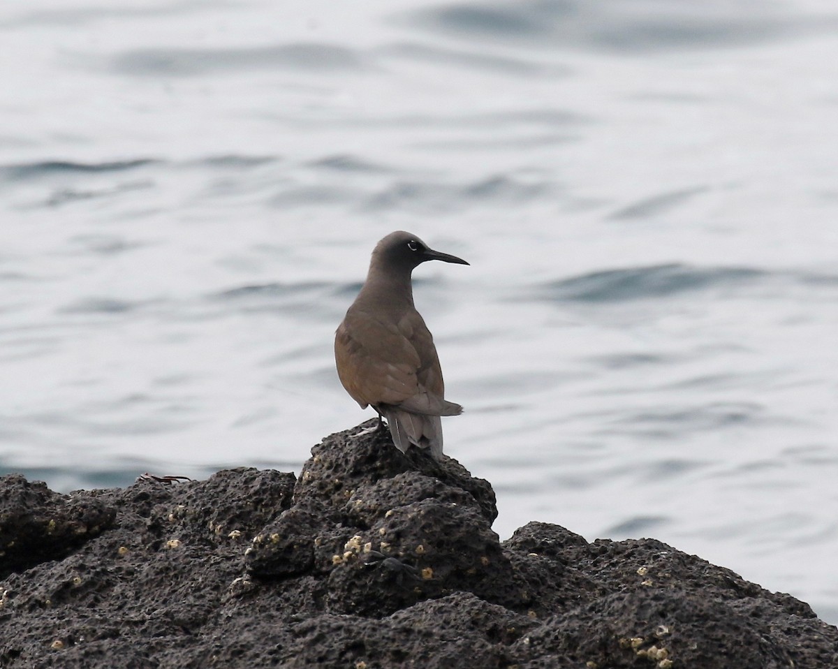 Brown Noddy - ML622251112