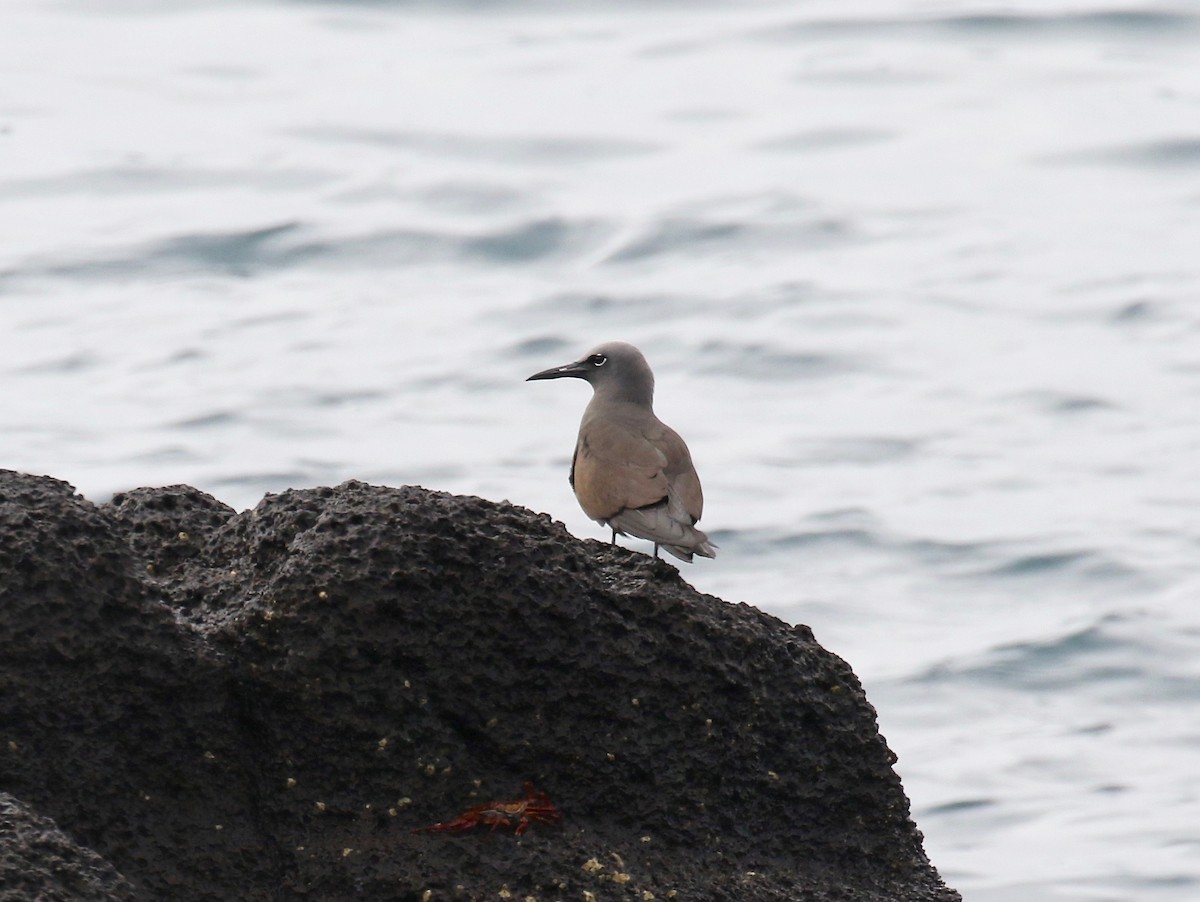 Brown Noddy - ML622251113