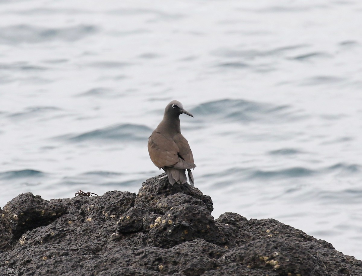 Brown Noddy - Sandy Vorpahl