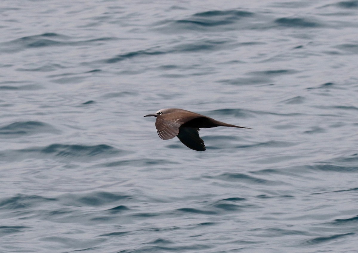 Brown Noddy - ML622251115