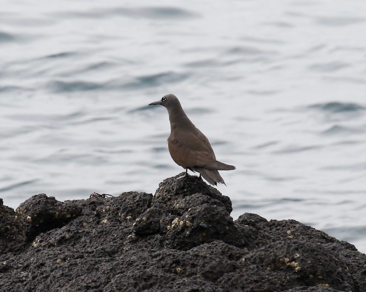 Brown Noddy - Sandy Vorpahl