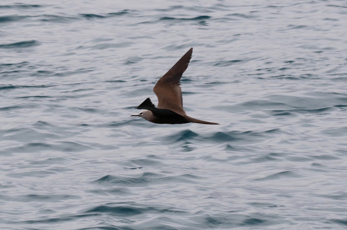 Brown Noddy - ML622251117