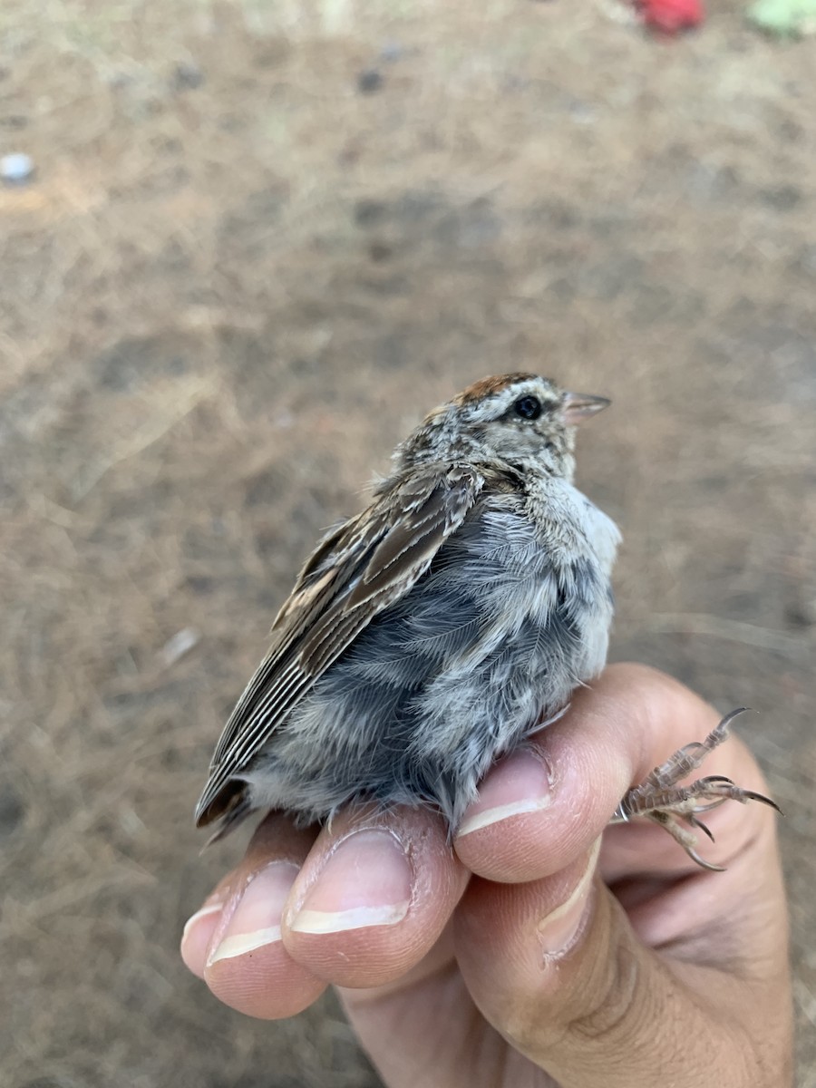 Chipping Sparrow - ML622251134