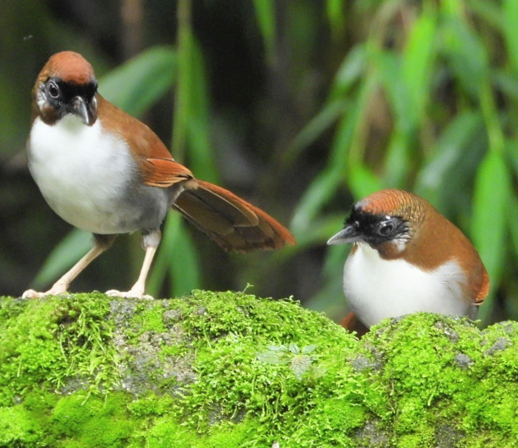 Gray-sided Laughingthrush - ML622251401