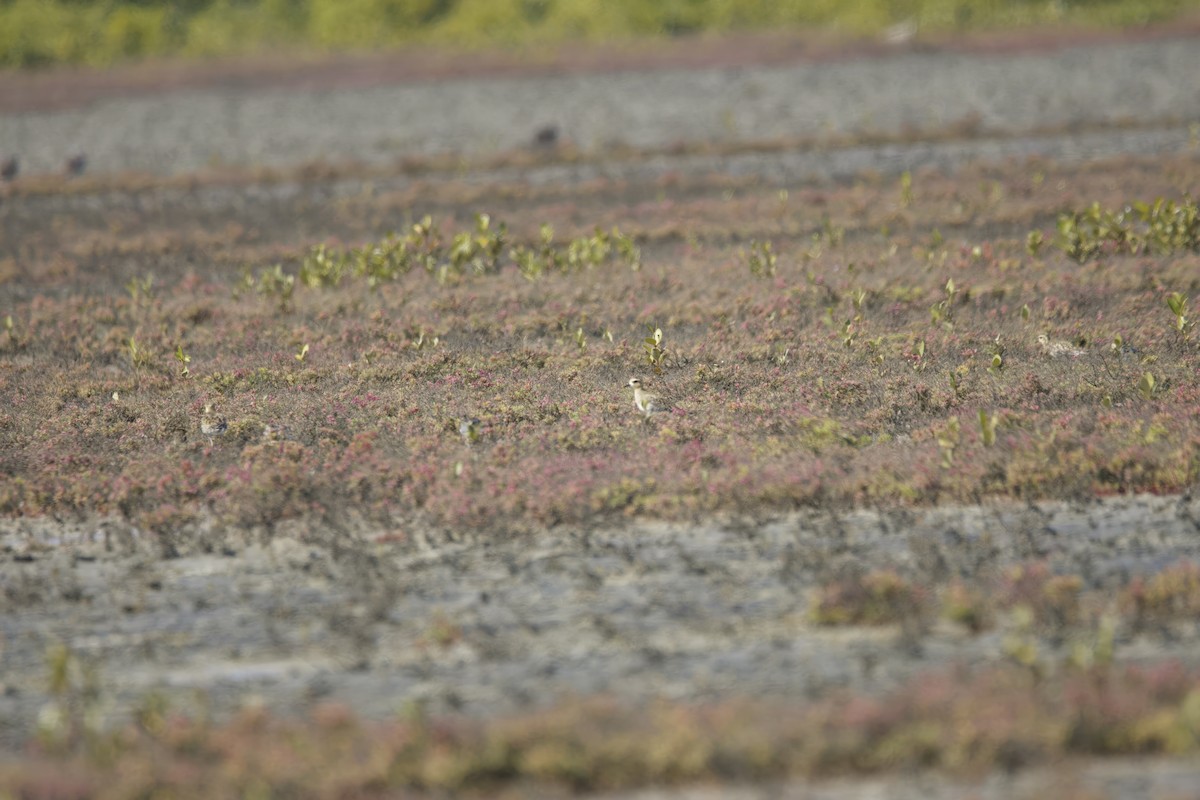 Pacific Golden-Plover - Patrick Reed