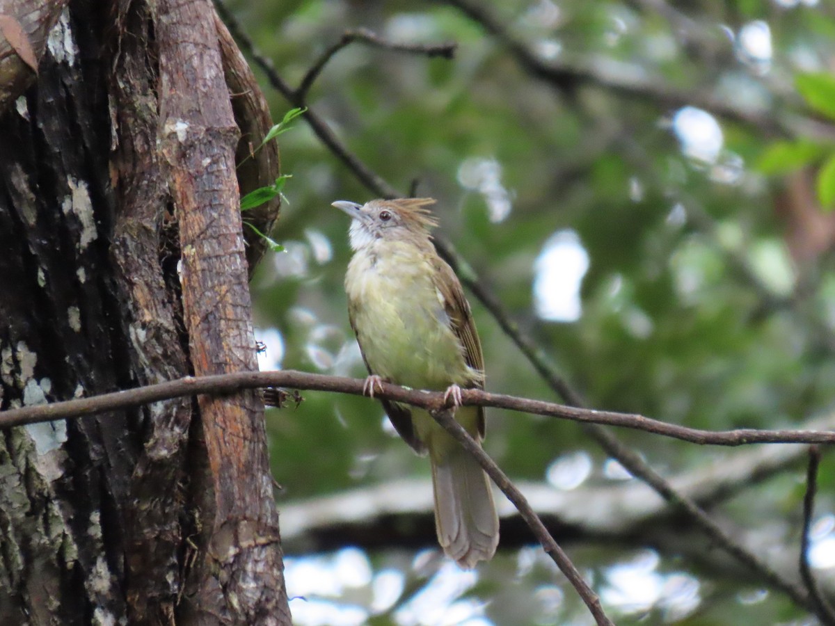 Puff-throated Bulbul - ML622251430