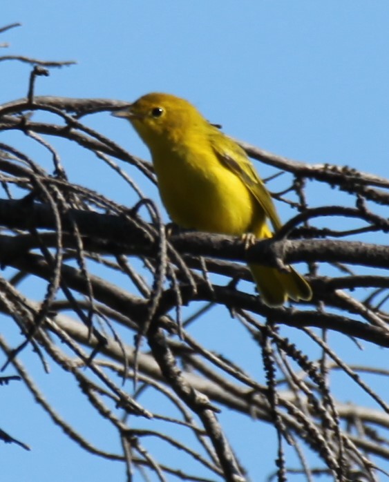 Paruline jaune (groupe aestiva) - ML622251468