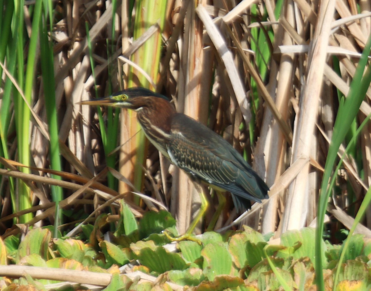 Green Heron - ML622251517