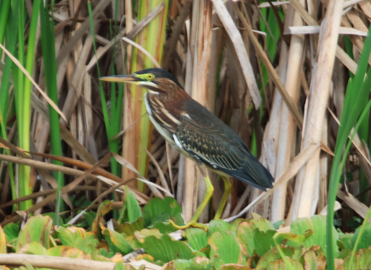 Green Heron - ML622251518