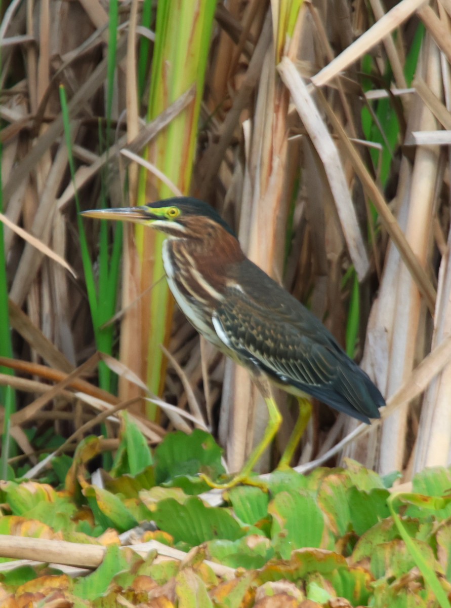 Green Heron - ML622251519