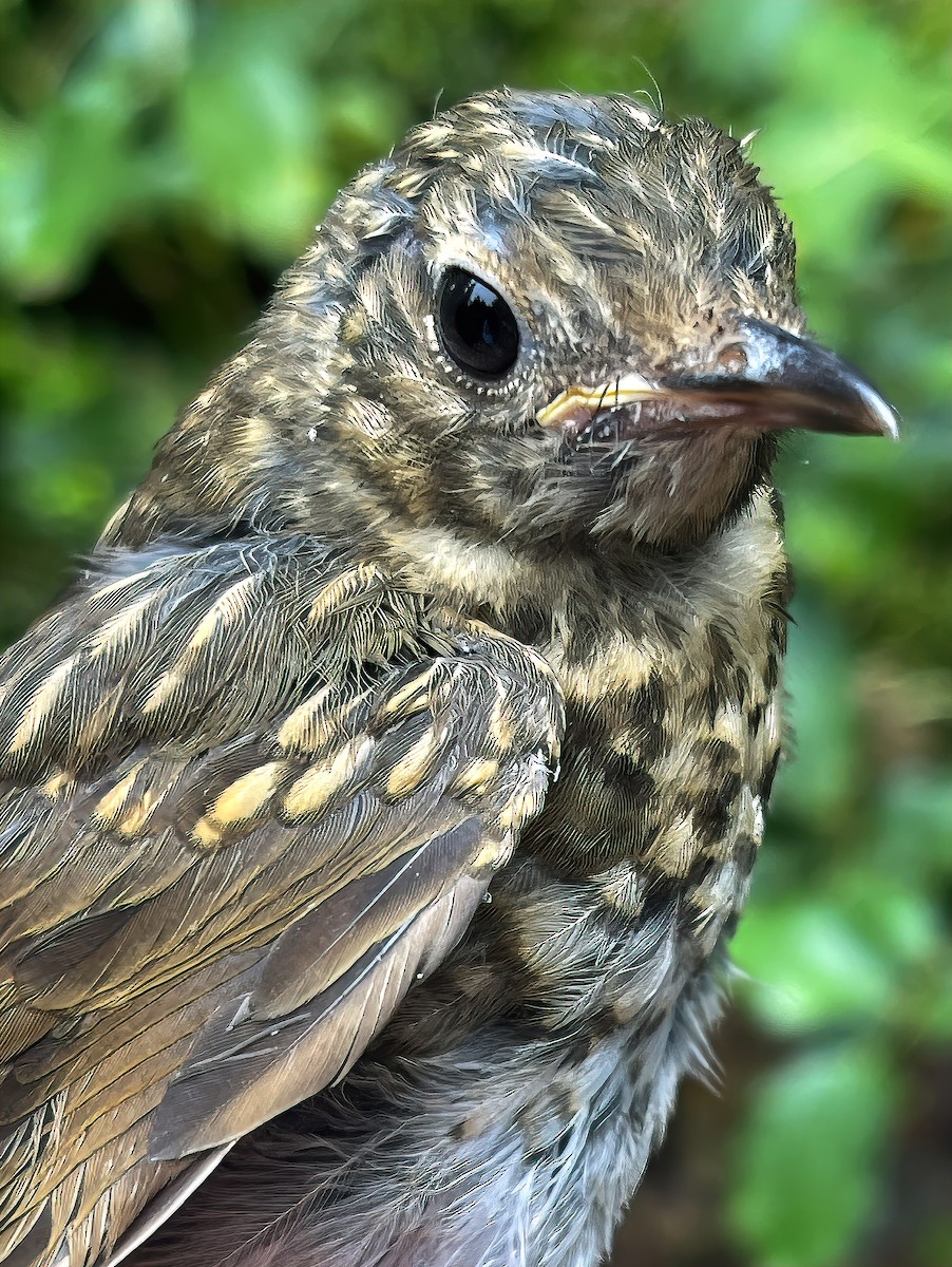 Swainson's Thrush (Russet-backed) - ML622251523