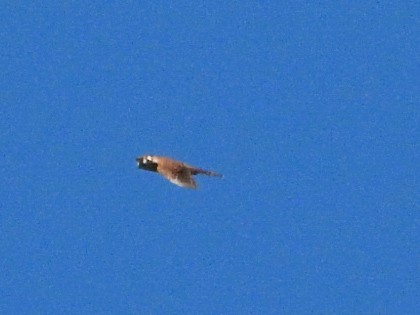 Red-tailed Hawk - ML622251619
