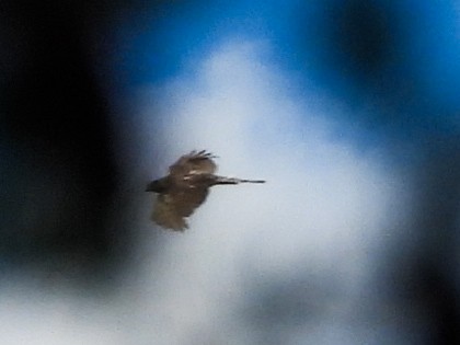 Red-tailed Hawk - ML622251620
