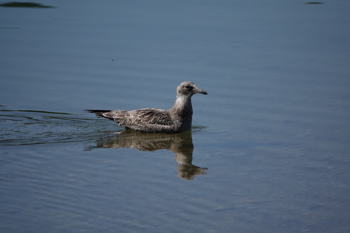 California Gull - ML622251660