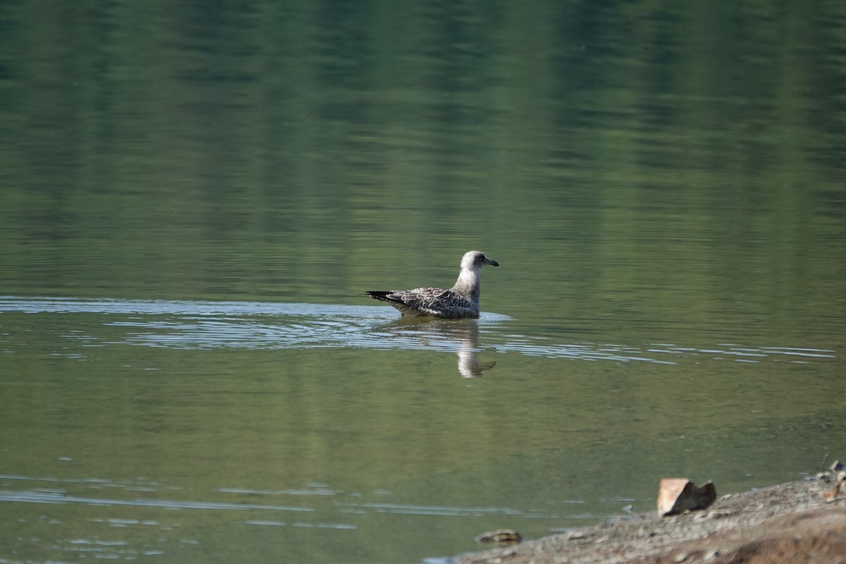California Gull - ML622251662