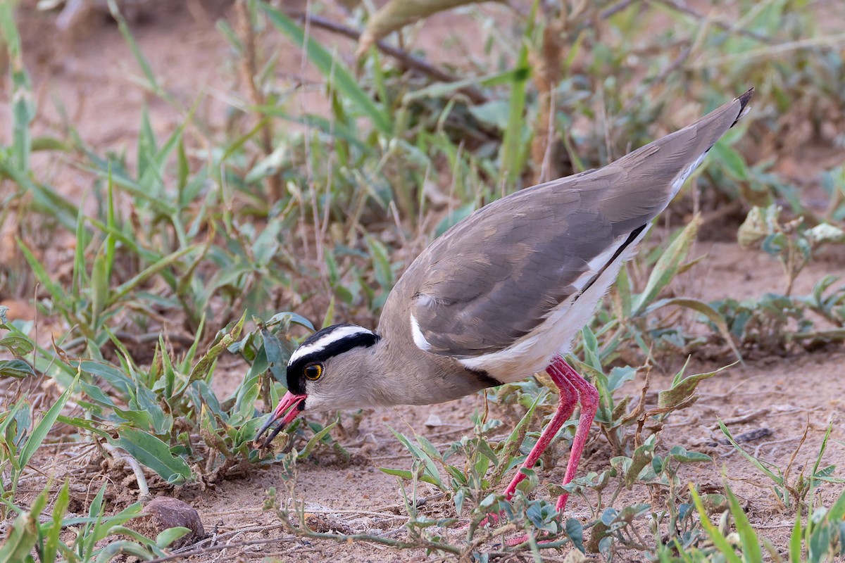 Crowned Lapwing - ML622251724