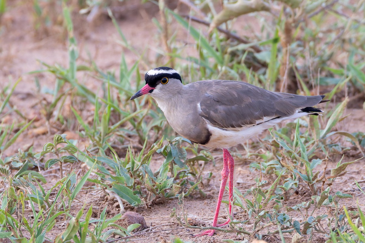 Crowned Lapwing - ML622251725