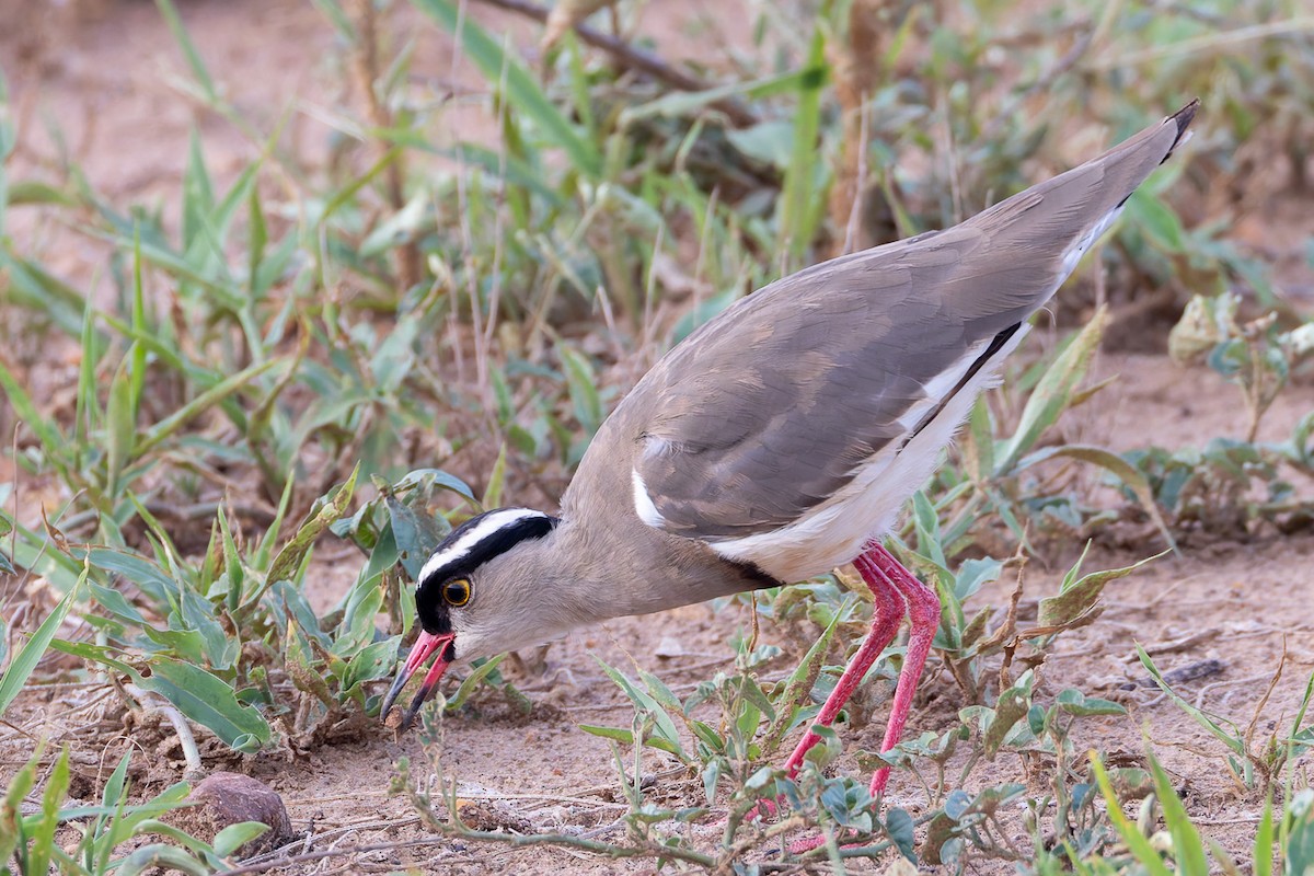 Crowned Lapwing - ML622251726