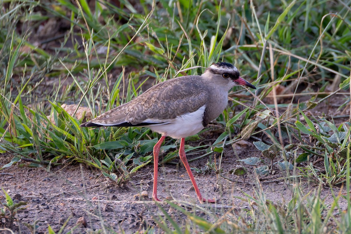 Crowned Lapwing - ML622251727