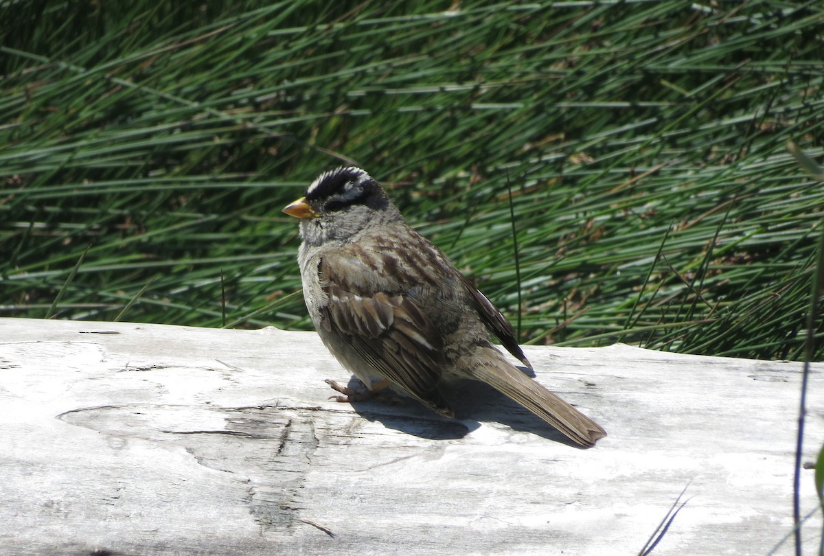 White-crowned Sparrow - ML622251796