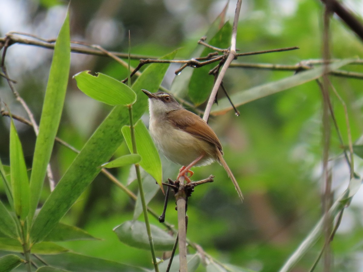 Rufescent Prinia - Bosco Chan