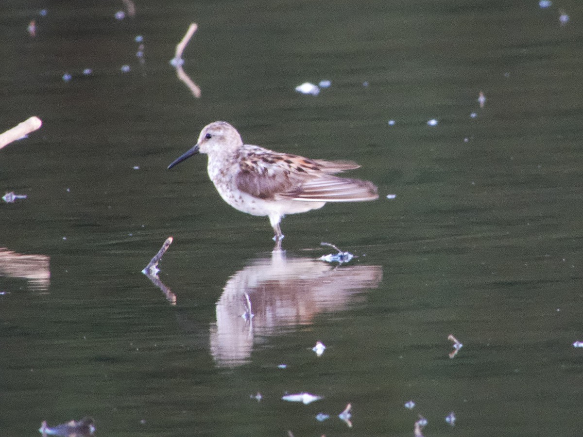 Western Sandpiper - ML622251986