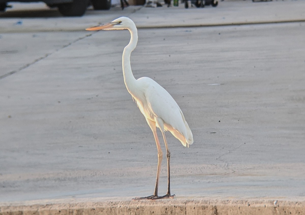 volavka velká (ssp. occidentalis) - ML622252060
