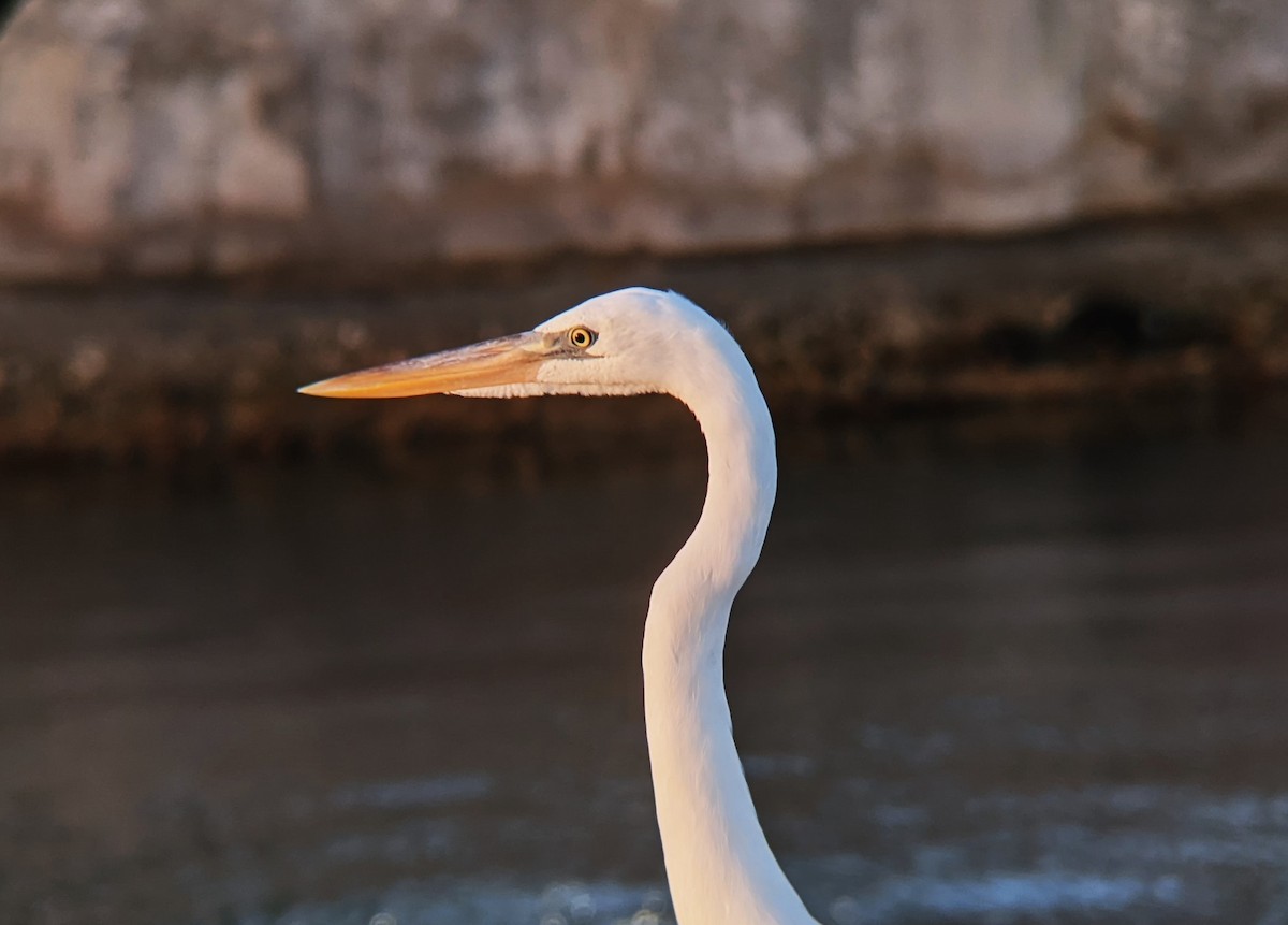 volavka velká (ssp. occidentalis) - ML622252061