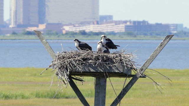 Osprey (carolinensis) - ML622252275