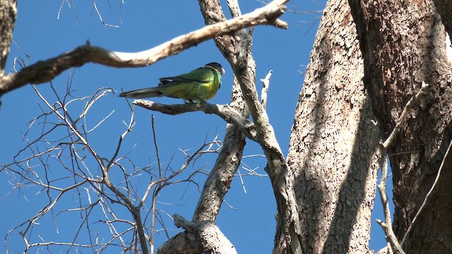 コダイマキエインコ（semitorquatus） - ML622252401