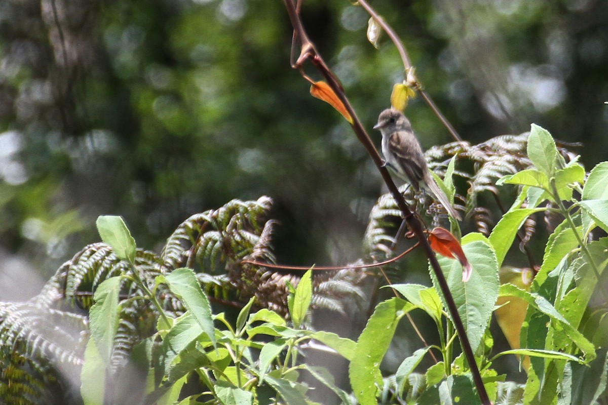 White-throated Flycatcher - ML62225241