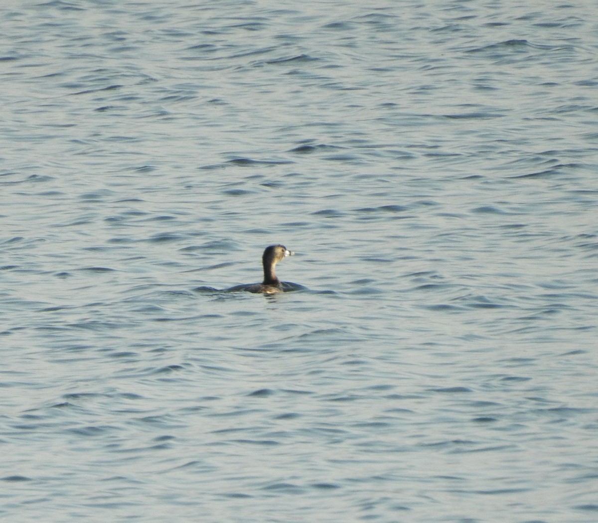 Pied-billed Grebe - Shane Sater