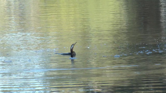 Australasian Darter - ML622252624
