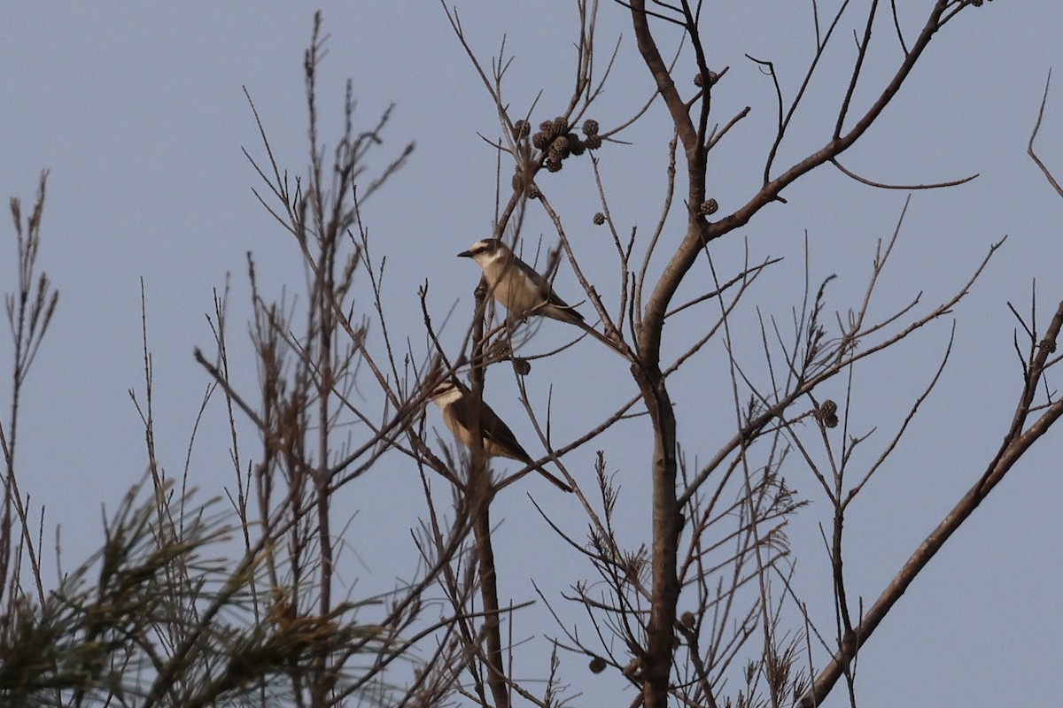 Brown-rumped Minivet - ML622252773