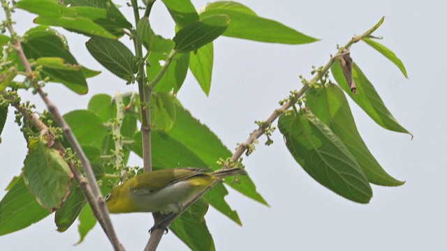 Warbling White-eye - ML622252783