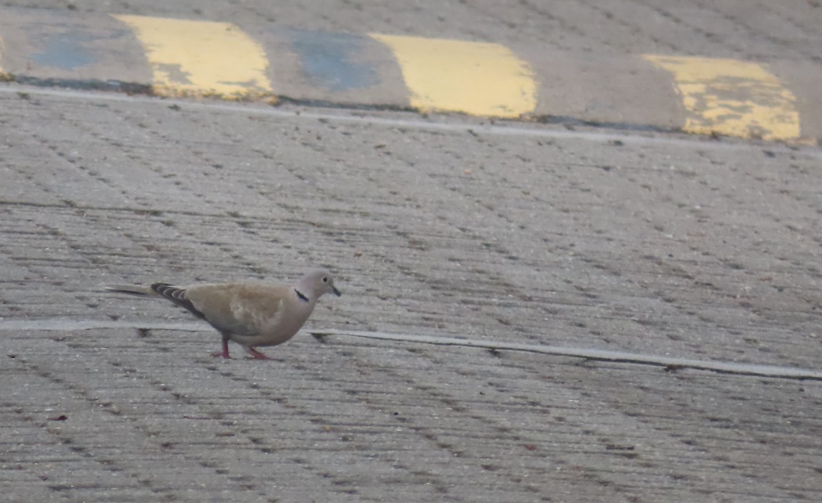 Eurasian Collared-Dove - ML622252831