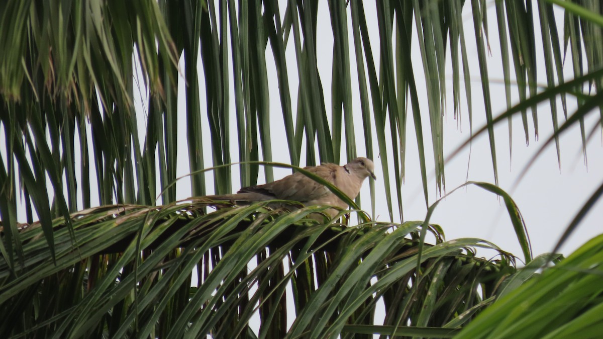 Eurasian Collared-Dove - ML622252832