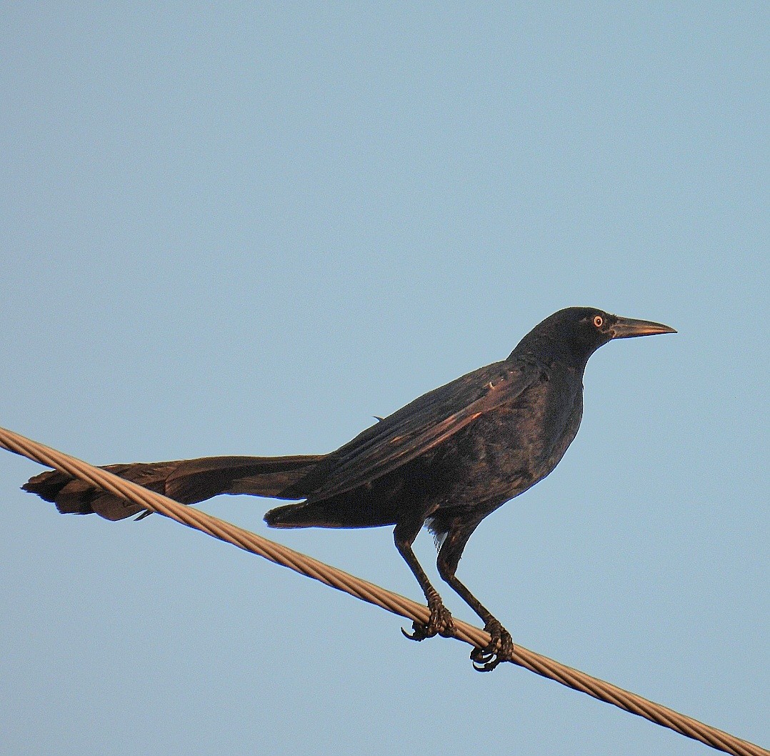 Great-tailed Grackle - ML622253038