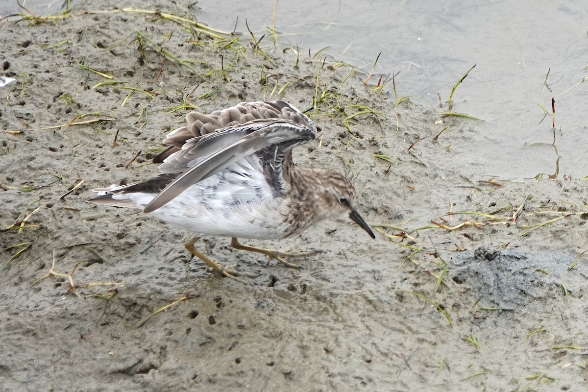 Least Sandpiper - ML622253074