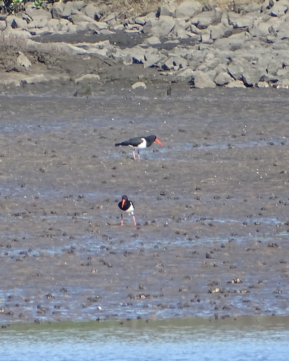 Pied Oystercatcher - ML622253127